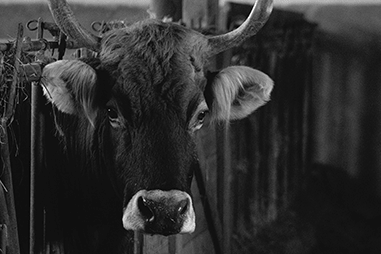 Vache regardant l'objectif